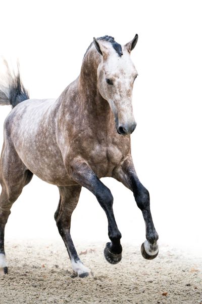 Toèmme de Regor Z Toèmme de Regor Z