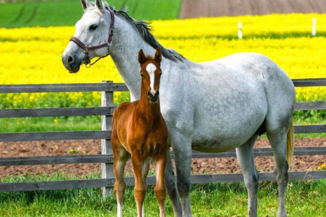 nieuws-sfeer-hulapalu-z-3-is-lage-resolutiemiscchien-klein-gebruiken-en-anders-gewoon-niet nieuws-sfeer-hulapalu-z-3-is-lage-resolutiemiscchien-klein-gebruiken-en-anders-gewoon-niet