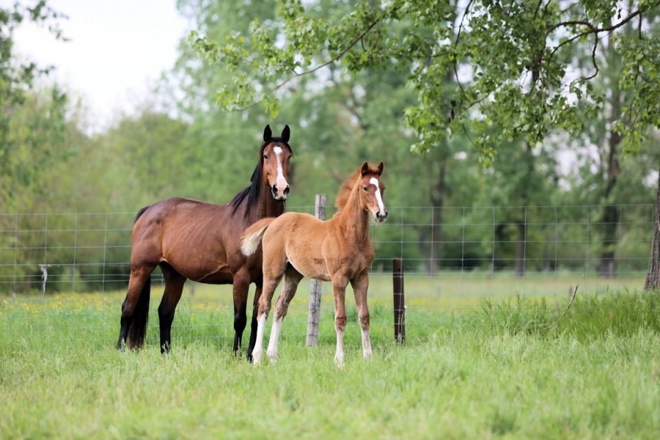 nieuws-loriana-phylira-vv-z-abwpm0716 nieuws-loriana-phylira-vv-z-abwpm0716