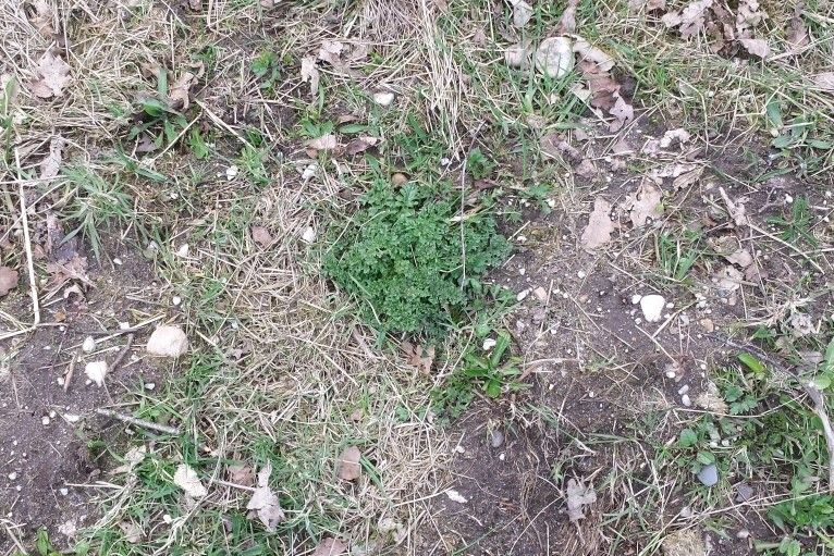 nieuws-kale-wei nieuws-kale-wei