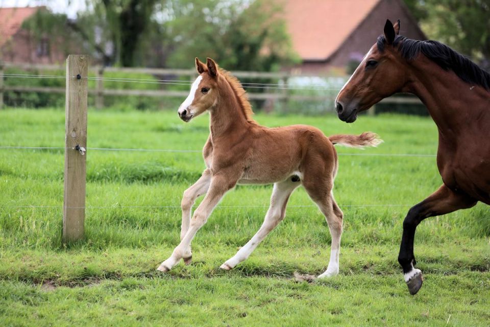 nieuws-bacardi-vh-vrijbos-z-brunetti-z-bwpm0557 nieuws-bacardi-vh-vrijbos-z-brunetti-z-bwpm0557