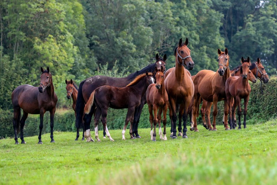 Merries en veulens van het Gerendal Z Merries en veulens van het Gerendal Z