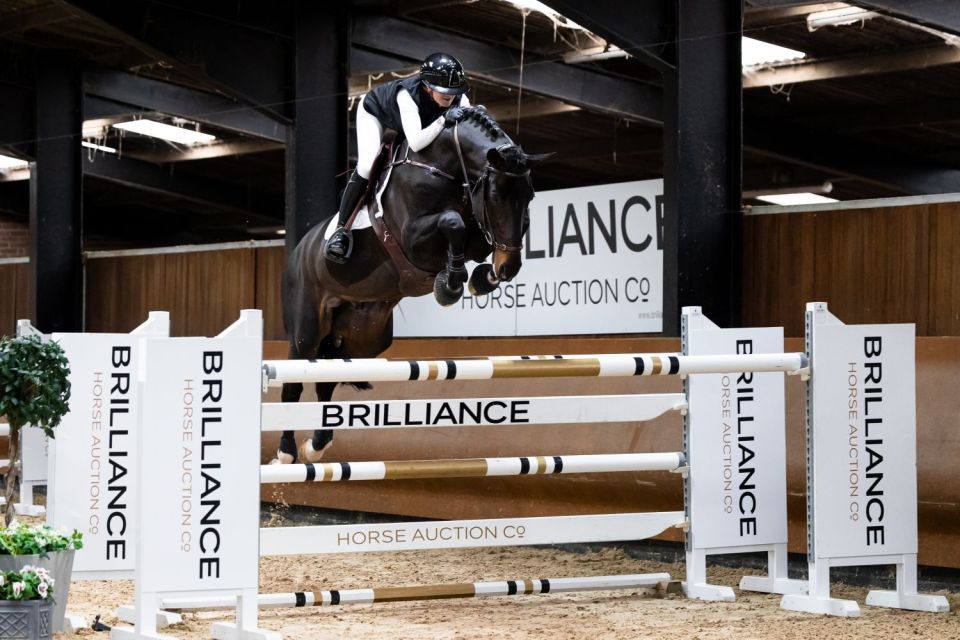 Drive Me Crazy Z - ©Brilliance Horse Auction