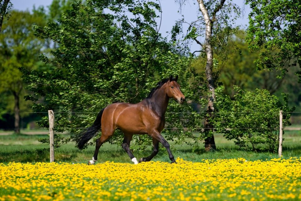 nieuws-110427087abfa4-middel nieuws-110427087abfa4-middel