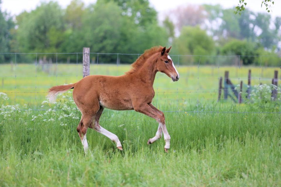 loriana-phylira-vv-z loriana-phylira-vv-z