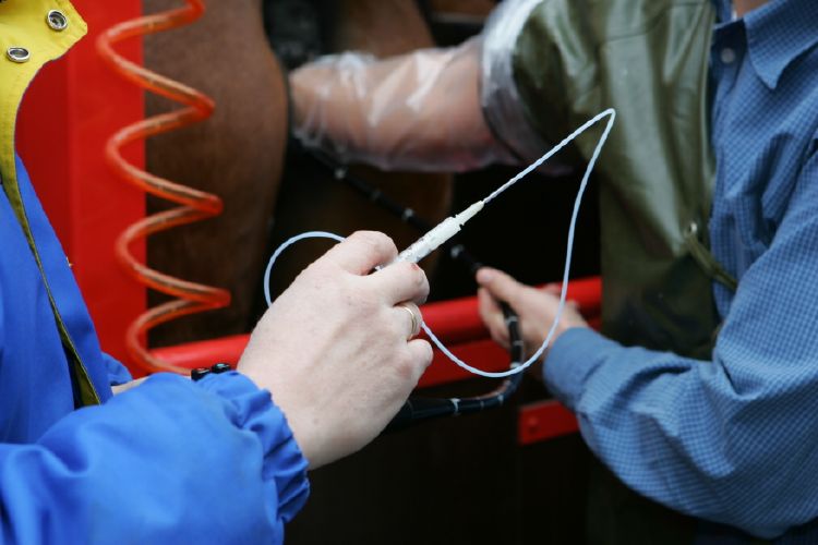 insemineren insemineren