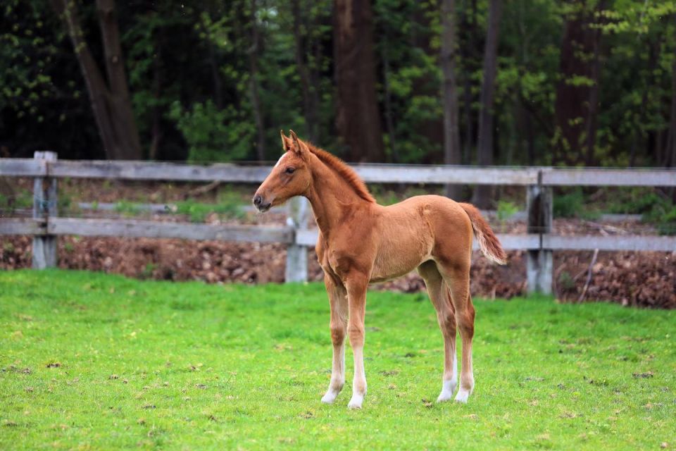 nieuws-talice-van-den-bosrand-z-taloubet-z-luc-kathleen-huyge-maenhout-bwpm0510 nieuws-talice-van-den-bosrand-z-taloubet-z-luc-kathleen-huyge-maenhout-bwpm0510