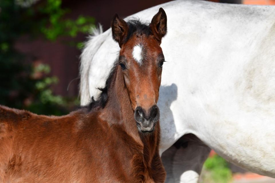 nieuws-levistina-z-levisto-z-alwin-schockemohle20190424-ga67306 nieuws-levistina-z-levisto-z-alwin-schockemohle20190424-ga67306