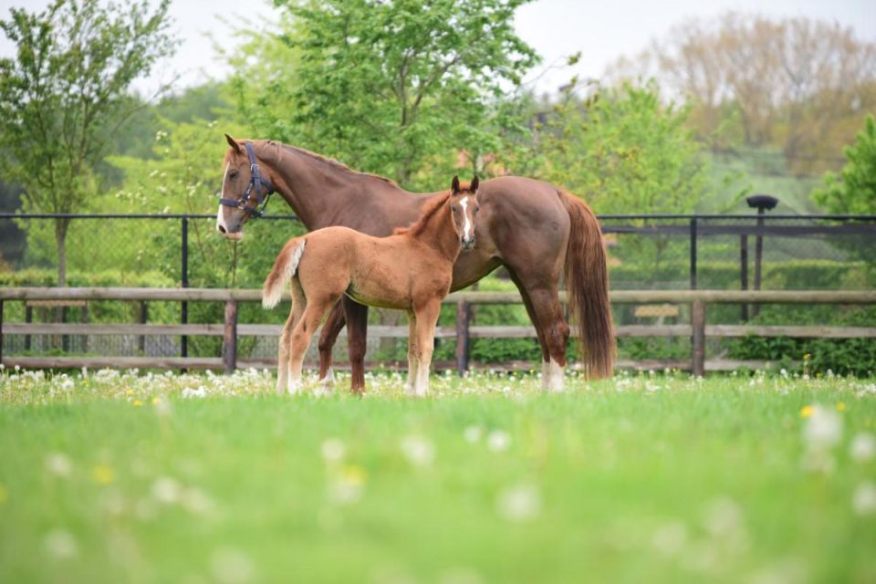 nieuws-ti-amo-domi-dh-z-dsc7909-middel nieuws-ti-amo-domi-dh-z-dsc7909-middel