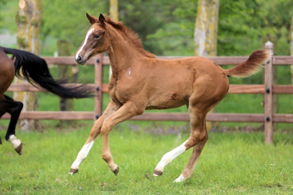 nieuws-c-java-cedres-verts-z-zbwpm0681 nieuws-c-java-cedres-verts-z-zbwpm0681