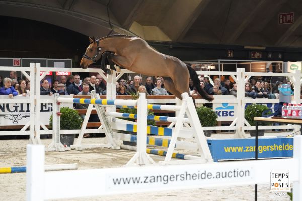 Camille du Maillet Z - ©Jumping Mechelen - Temps de Poses