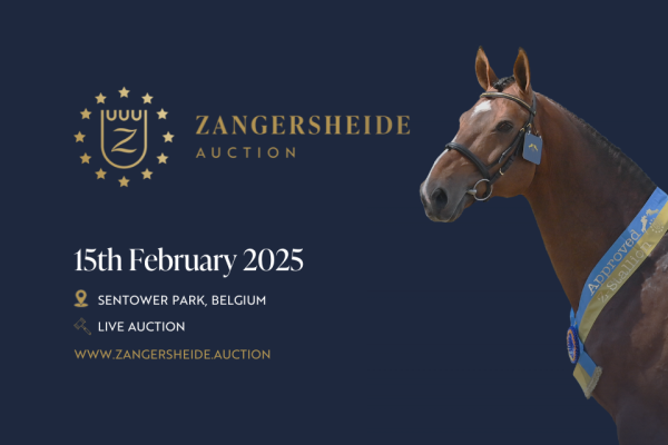 Zangersheide Stallion Auction 2025