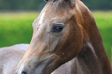 Ermes d'Grandin Z