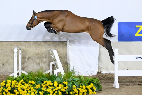 Charcoal vd Berghoeve Z Charcoal vd Berghoeve Z