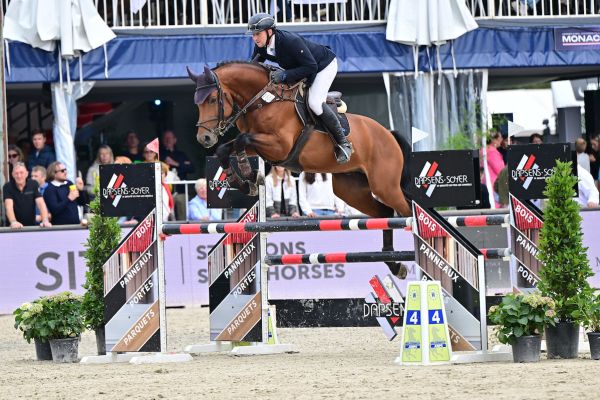 Elmo de Bo Z - Thomas Mertens - ©Paardenfotograaf