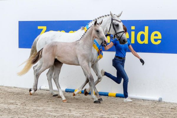 Central Park Z (1) Central Park Z (1)