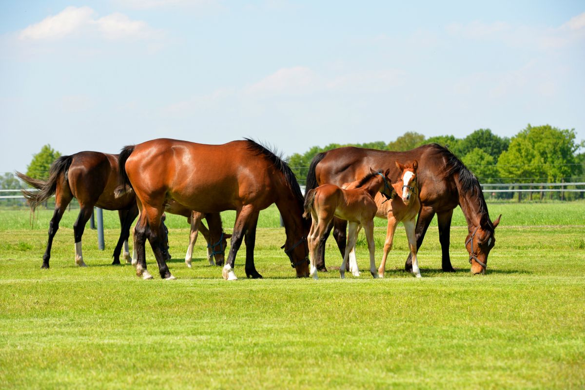 The ideal setting for your mare: the insights of veterinarian Marieke ...