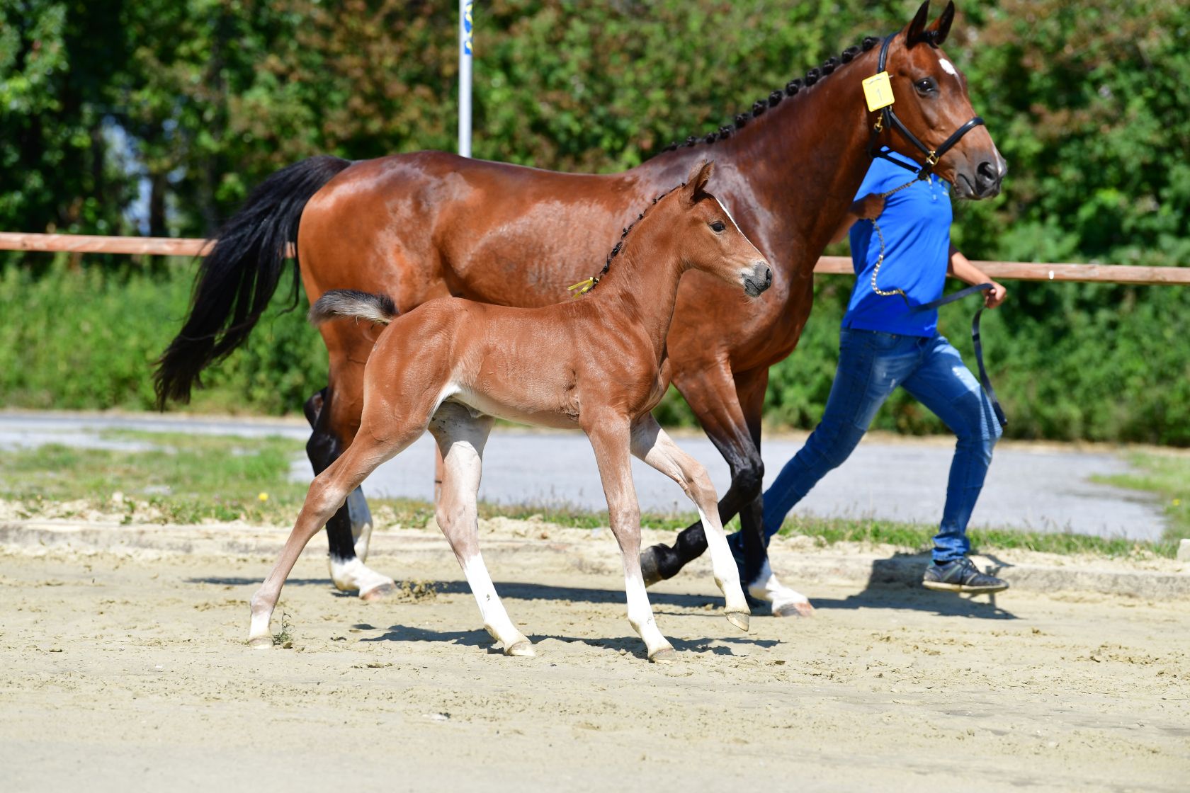 Zangersheide Foal Championship Germany 2024