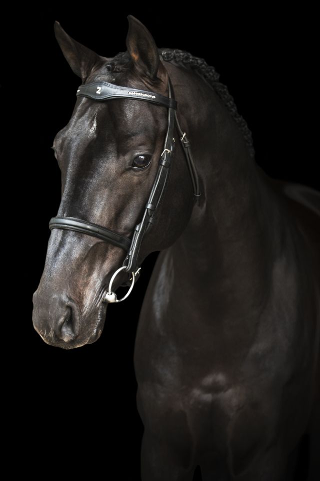 Discover the exclusive stallions of Zangersheide | Studfarm Zangersheide