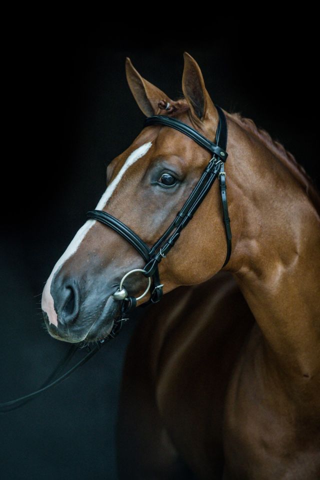 Discover the exclusive stallions of Zangersheide | Studfarm Zangersheide