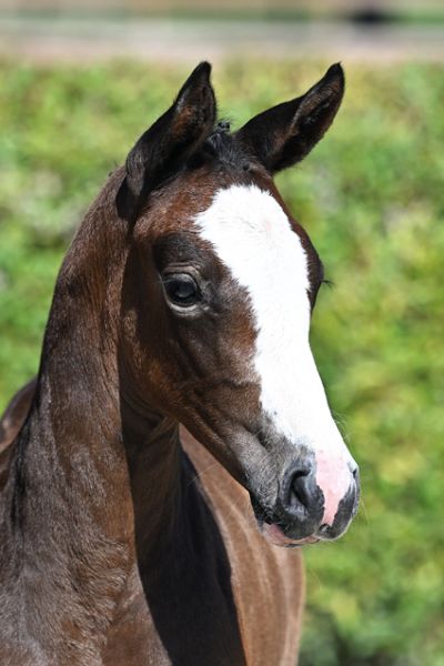 Arya d'Grandin Z Arya d'Grandin Z