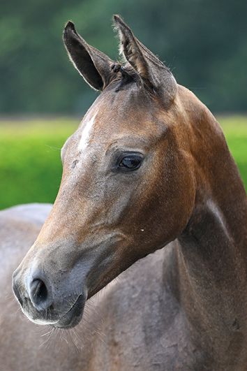 Ermes d'Grandin Z