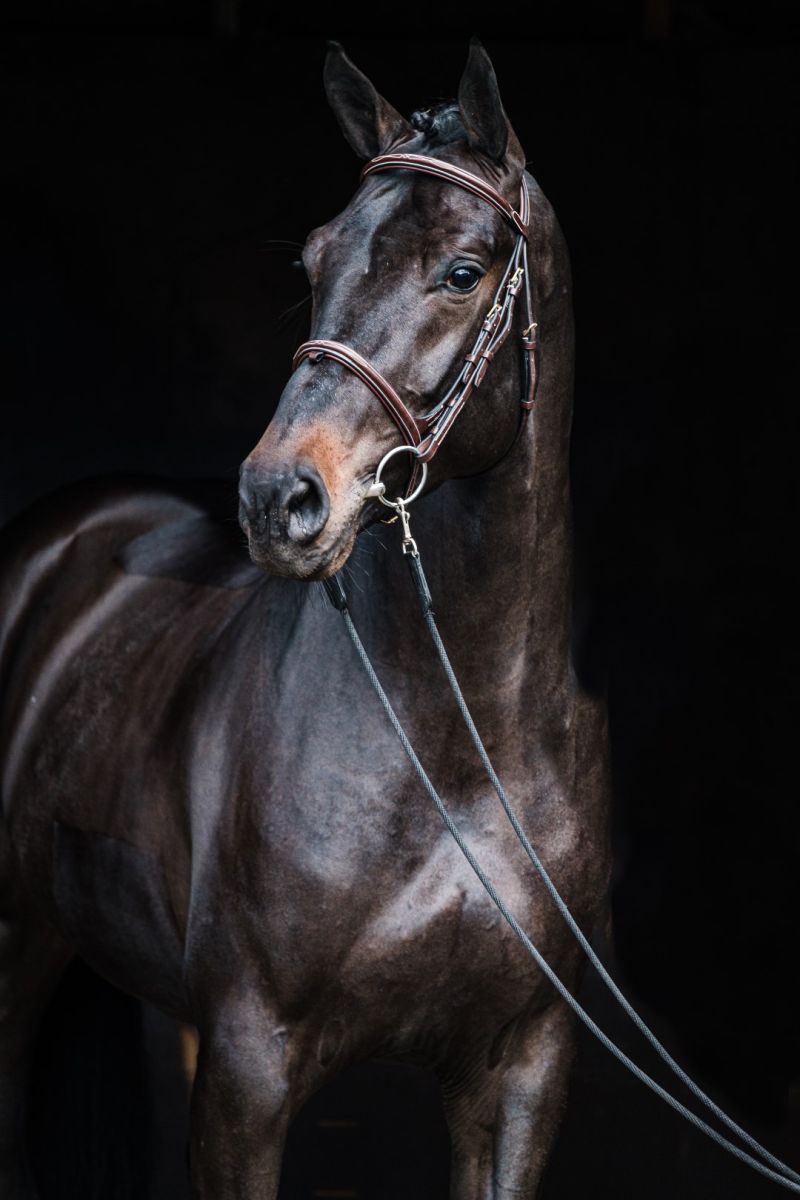 Discover the exclusive stallions of Zangersheide | Studfarm Zangersheide