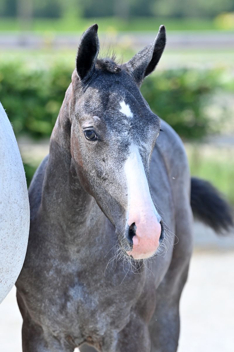 LIGHT WARRIOR EVO Z - Handsome Son Of LEVISTO Z Out Of The Sister Of ...