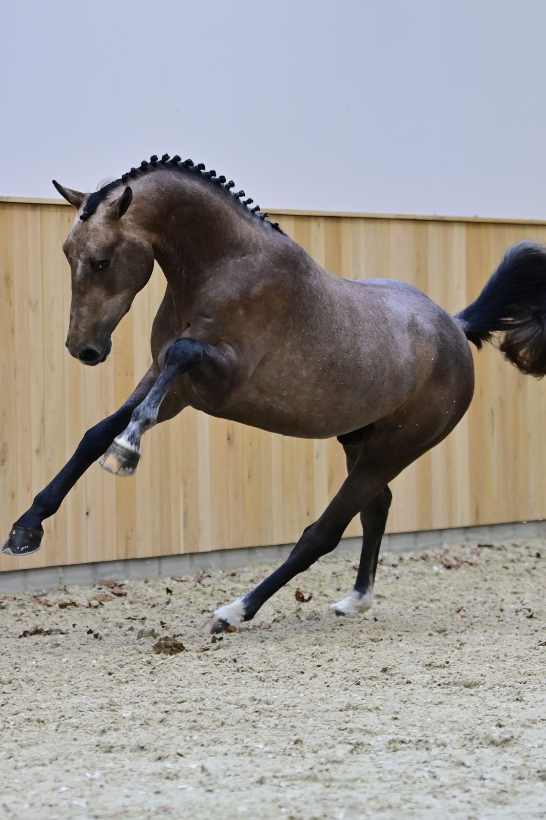 TOÈMME DE REGOR Z - SENSATIONAL, SPECTACULAR AND STUNNING! | Studfarm ...