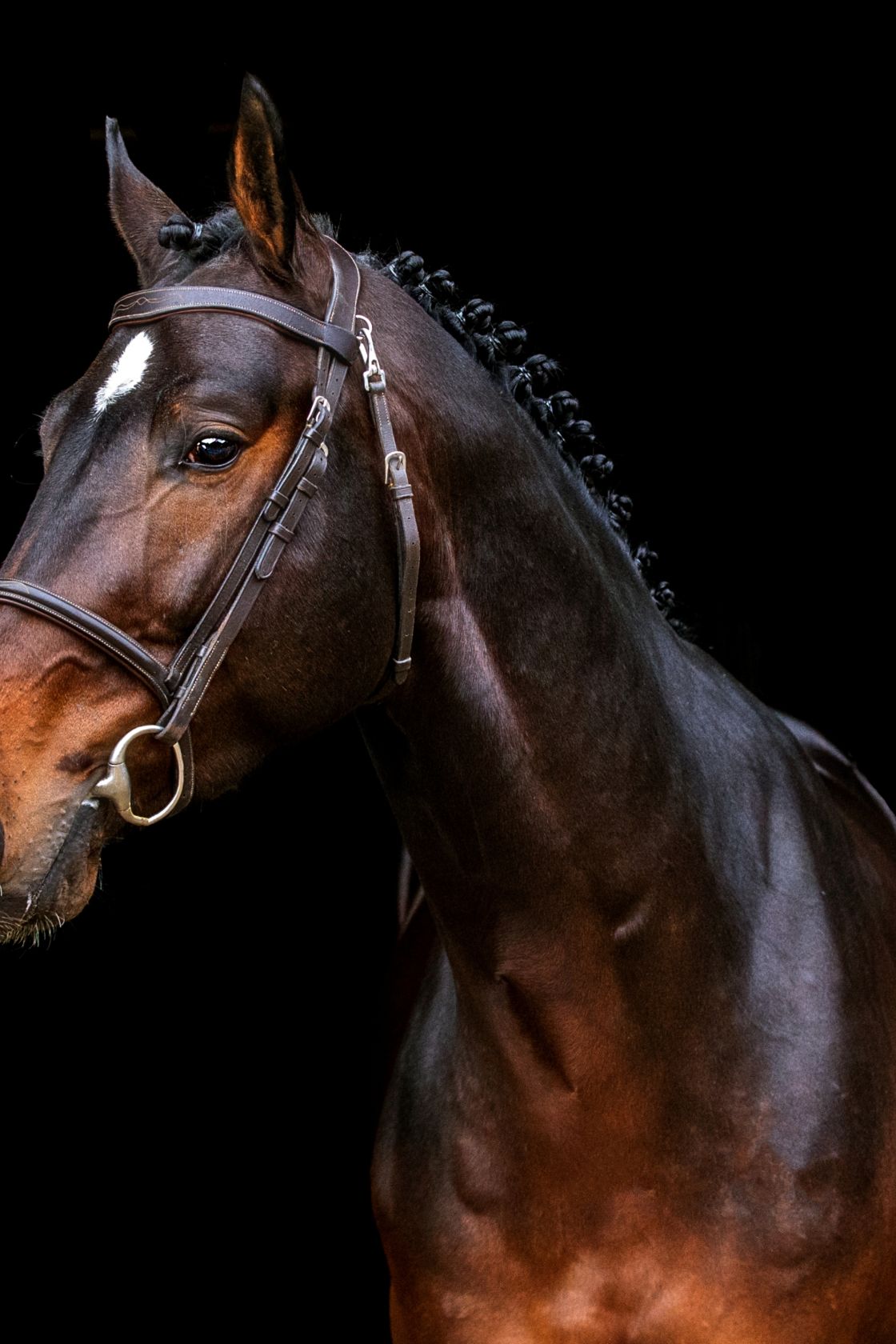 GREGORY-LOU Z - APPROVED ZANGERSHEIDE STALLION! | Zangersheide.Auction